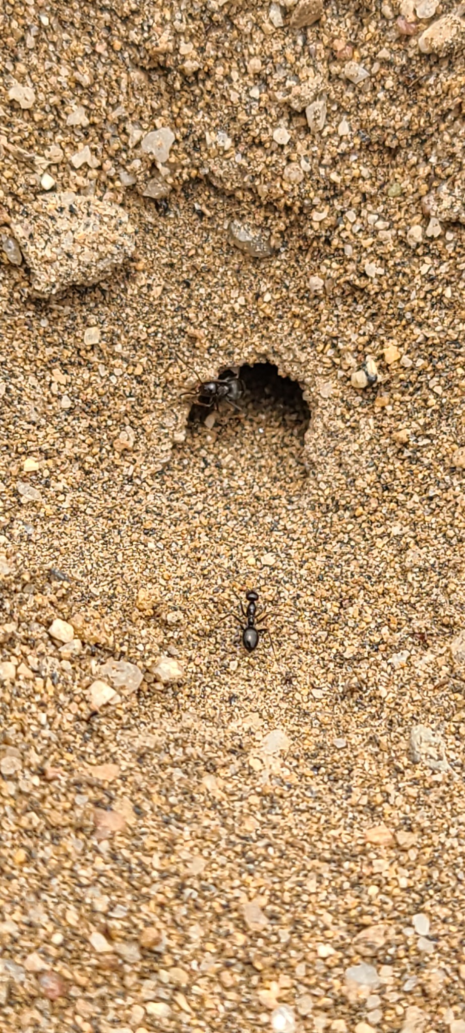 Myrmecocystus perimeces