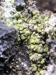 Lecanora epanora