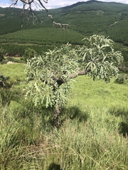 Cussonia paniculata sinuata