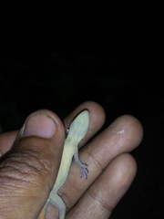 Hemidactylus garnotii