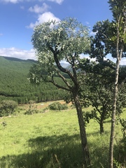 Cussonia paniculata sinuata