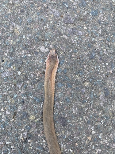 Southern Brown Egg Eater