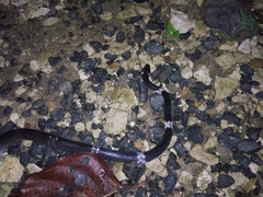 Lycodon subcinctus
