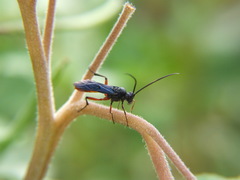 Ichneumonidae