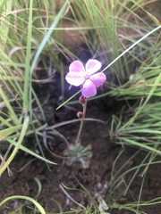 Drosera dielsiana