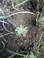 Drosera dielsiana