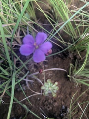 Drosera dielsiana