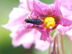 Ichneumonidae