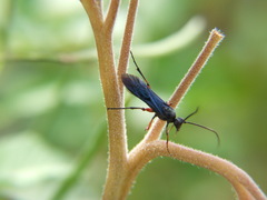Ichneumonidae