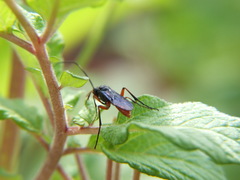 Ichneumonidae