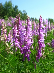 Vicia tenuifolia