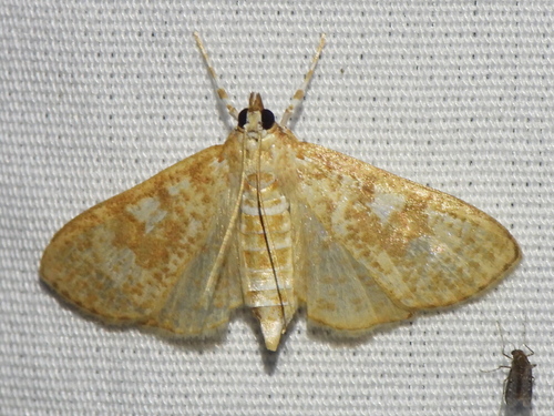 Freeman's Palpita Moth photo 6