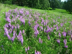 Vicia tenuifolia