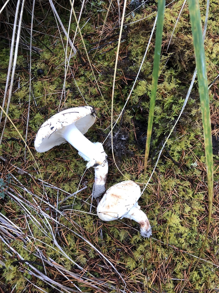 Western Matsutake In October 2021 By Jdolin · INaturalist