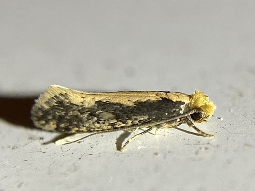 Bird Nest Moth photo 5