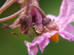 Syrphidae