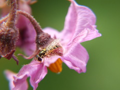 Syrphidae