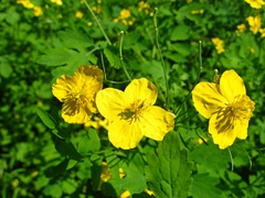 Chelidonium majus