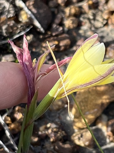 Image of Gladiolus trichonemifolius by (c) Charleen Brunke, some rights reserved (CC BY)