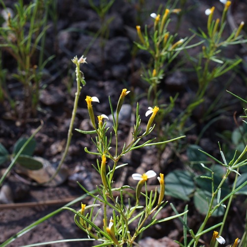 Image of Tagetes micrantha by (c) Andrew Tree, some rights reserved (CC BY)