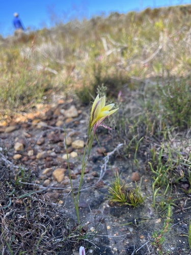Image of Gladiolus trichonemifolius by (c) Charleen Brunke, some rights reserved (CC BY)
