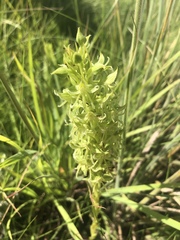 Habenaria mossii
