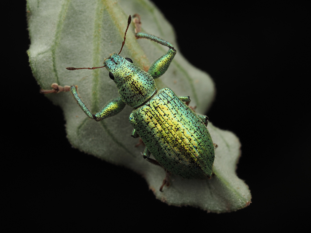 Hadromeropsis opalina