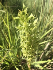 Habenaria mossii