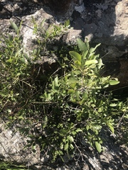Ochna confusa