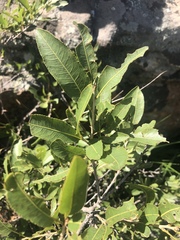 Ochna confusa
