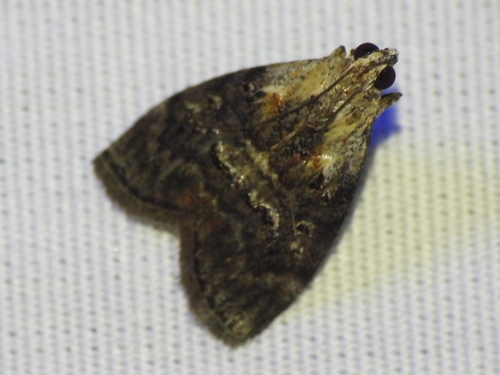 Striped Oak Webworm Moth photo 4