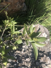 Ochna confusa