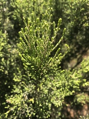 Passerina montana