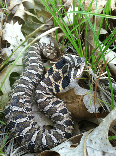 Photo of a Eastern Hognose Snake (Heterodon platirhinos)