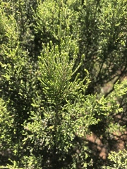 Passerina montana