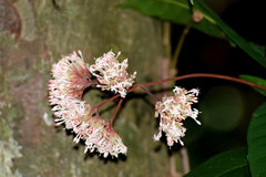 Ixora notoniana