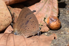 Arhopala alea
