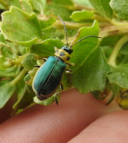Coyote Brush Leaf Beetle (Trirhabda flavolimbata) · iNaturalist