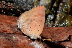 Arhopala alea