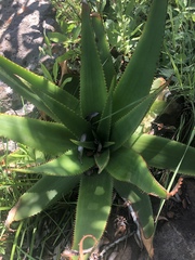 Aloe affinis