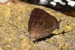 Arhopala alea