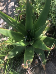 Aloe affinis