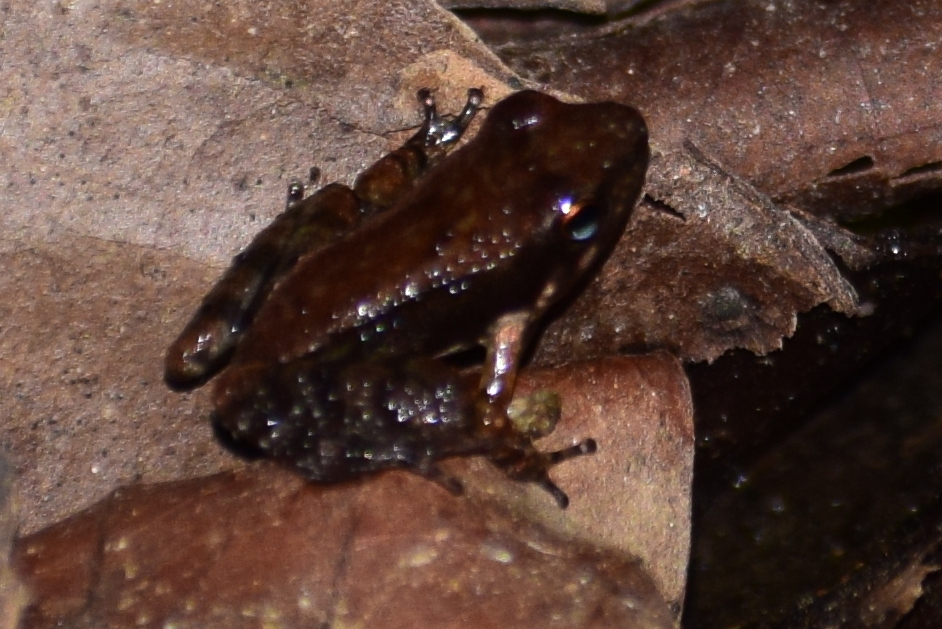 Kerala Tropical Frog