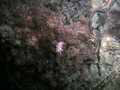 Hermaea bifida