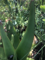 Aloe affinis