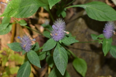 Haplanthodes verticillatus