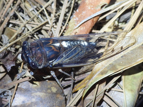 Fall Southeastern Dusk-singing Cicada photo 4