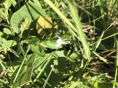 Justicia anagalloides