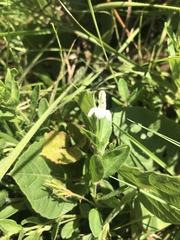 Justicia anagalloides