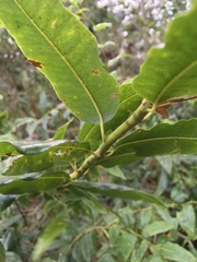 Agarista populifolia image